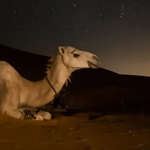 Doha Night Desert Safari: Dune Bashing, Camel Ride & Stargazing